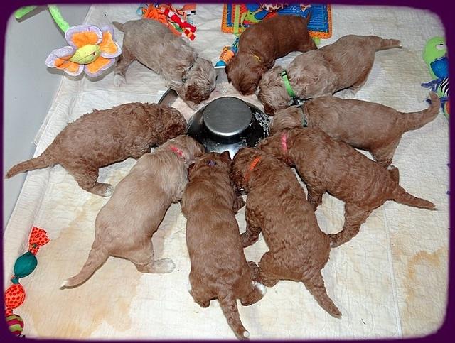 BT 3.5 wks old group feed 21