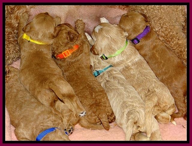 BT pups 2 wks old 1081