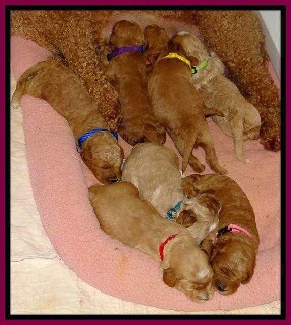 BT pups 2 wks old 911
