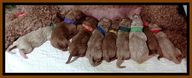 BT pups newborn 1