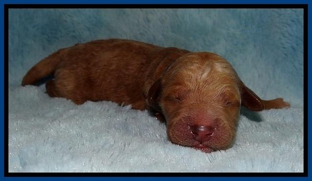 BT 2 days old 41