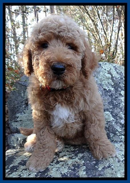 BT 8 pups 8 wks old 21