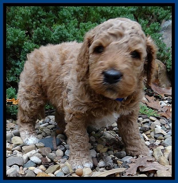 BT pups 4 wks old 11