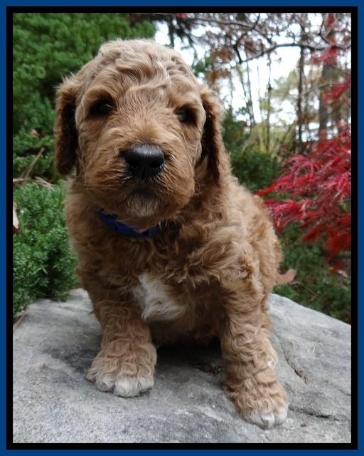 BT pups 4 wks old 31