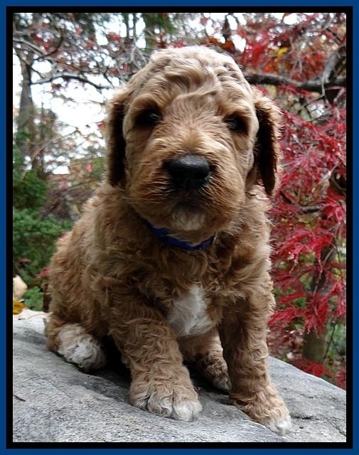 BT pups 4 wks old 41