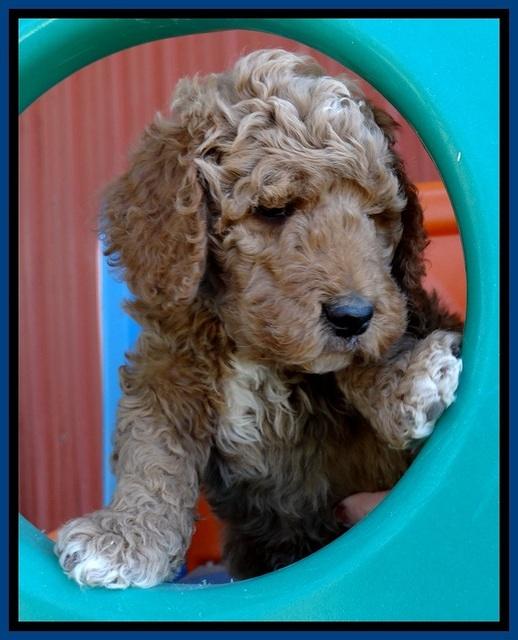 BT pups 6 wks old 11