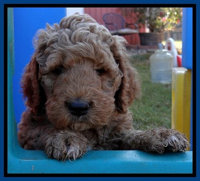 BT pups 6 wks old 18300