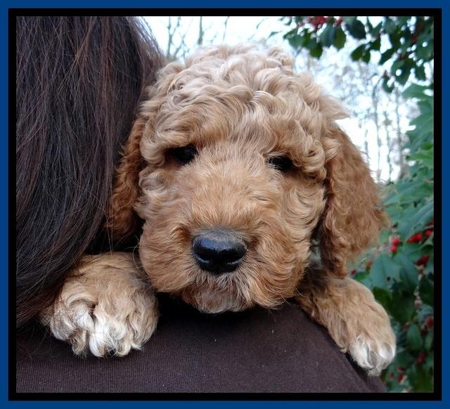 BT pups 7 weeks old 22100