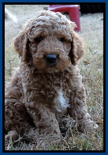 BT pups 7 weeks old 24100