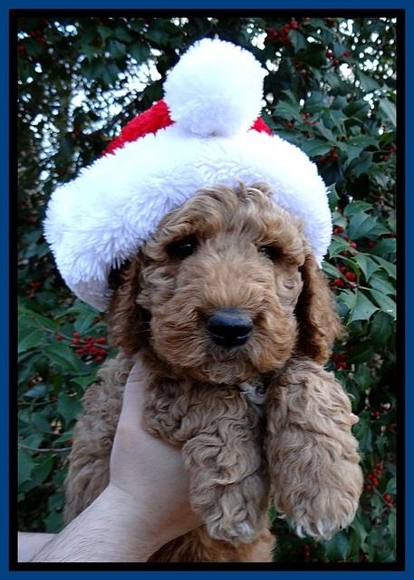 BT pups 7 weeks old 25100