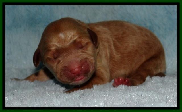 BT 2 days old 161