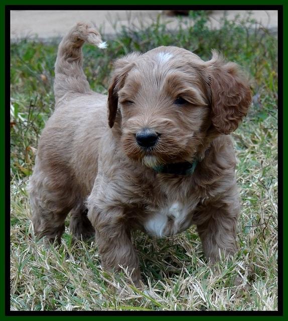 BT 4.5 weeks old 31 (2)