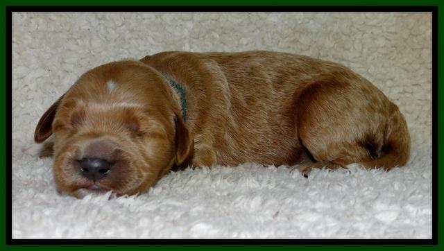 BT pups 1 wk old 271