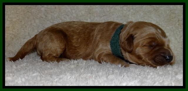 BT pups 1 wk old 281