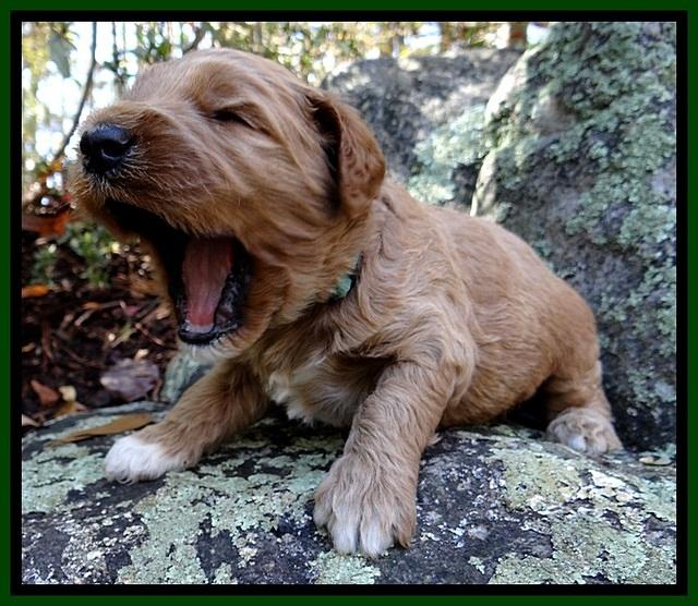 BT pups 3 wks old 111