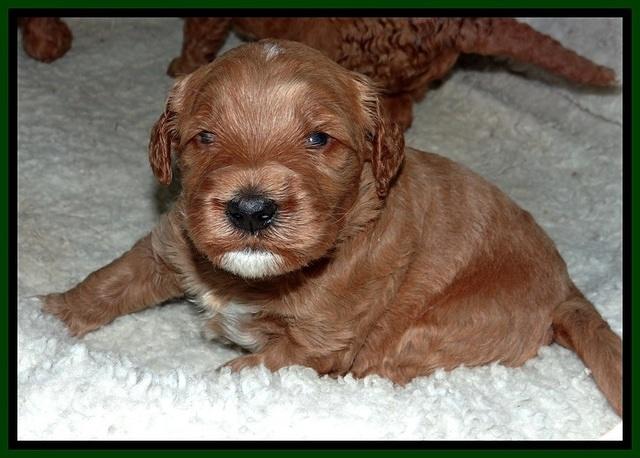 BT pups 3.2 wks old 171