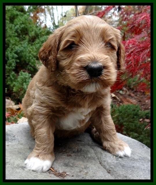 BT pups 4 wks old 111