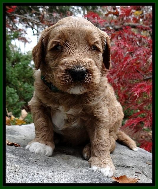 BT pups 4 wks old 141