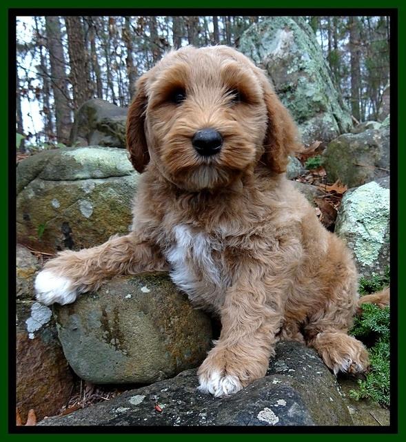BT pups 8 wks old 5500
