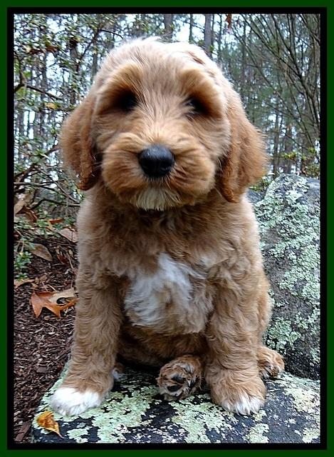 BT pups 8 wks old 6500