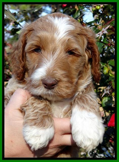 BT 5 wks old 31