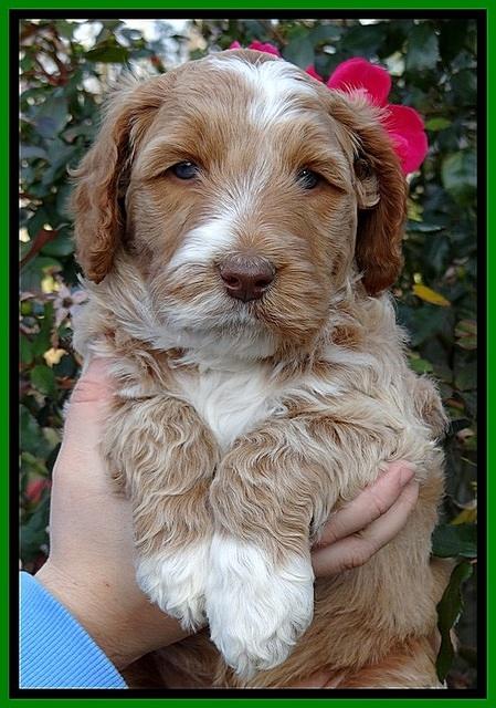 BT 5 wks old 41