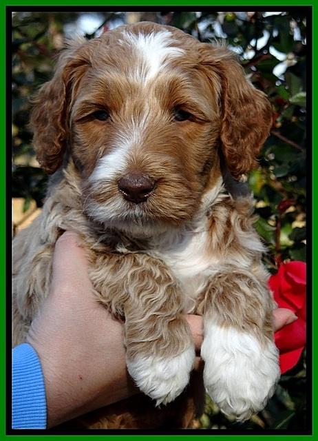 BT 5 wks old 51