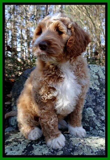 BT 8 pups 8 wks old 11000