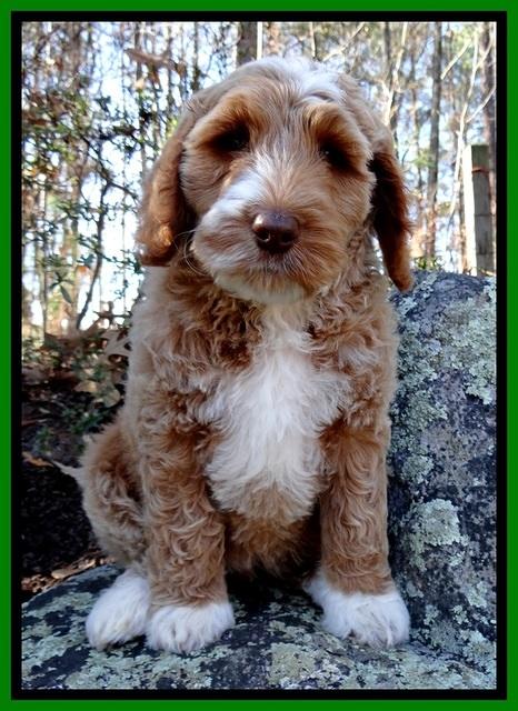 BT 8 pups 8 wks old 41000