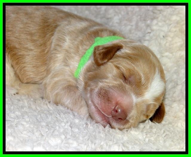 BT pups 1 wk old 801