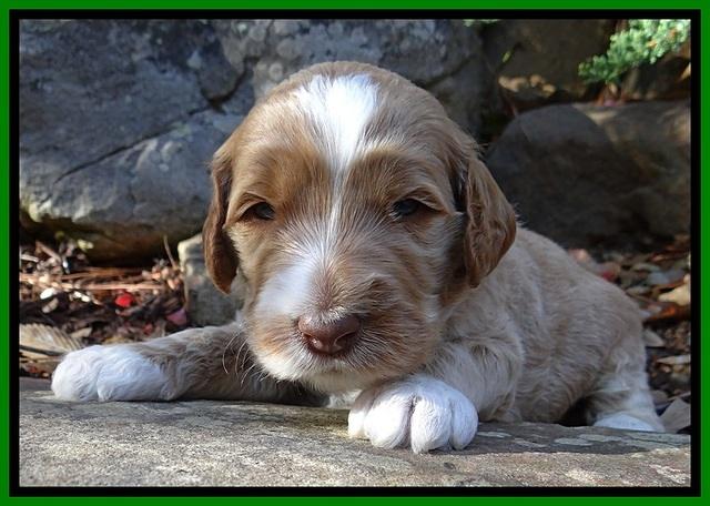 BT pups 3 wks old 261