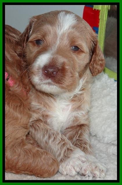 BT pups 3.2 wks old 231