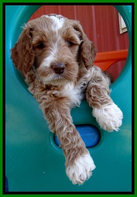 BT pups 6 wks old 61