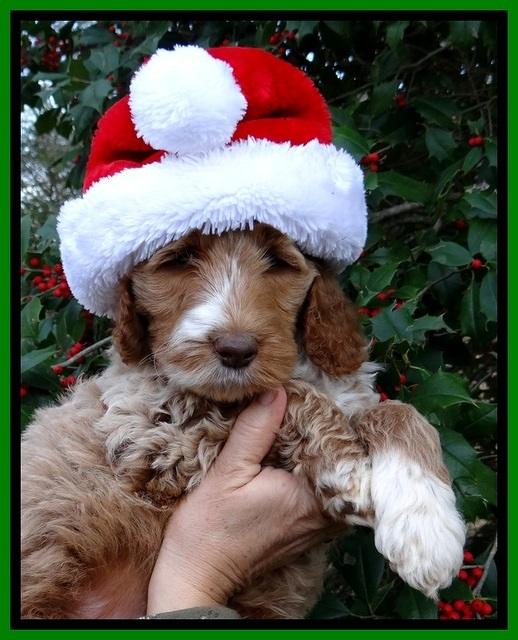 BT pups 7 weeks old 35100