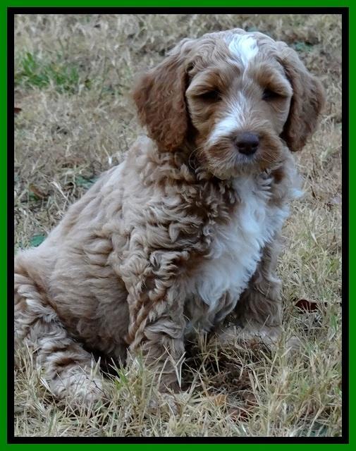 BT pups 7 weeks old 91