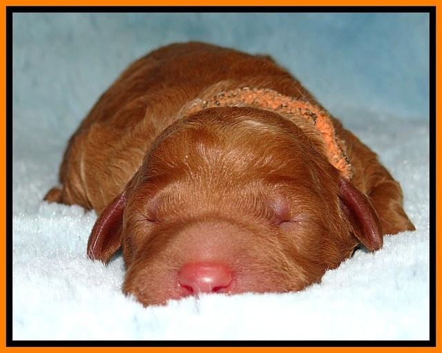 BT 2 days old 241