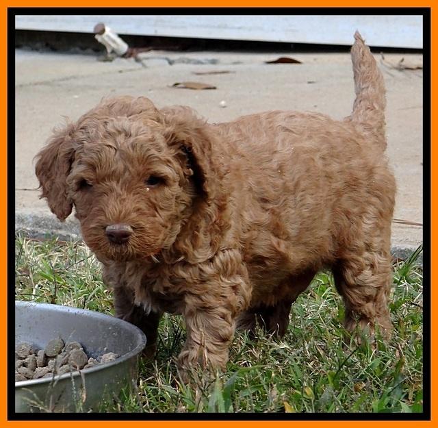 BT 4.6 weeks old 61