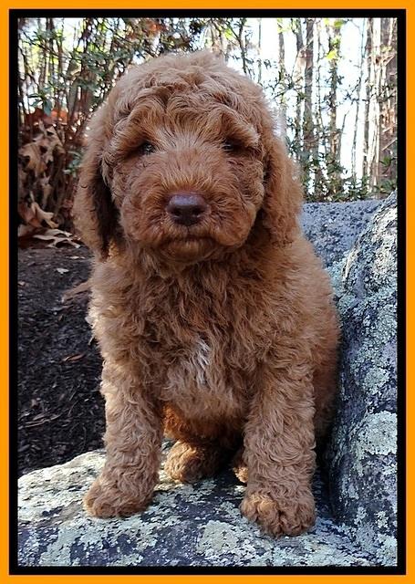 BT 8 pups 8 wks old 51000