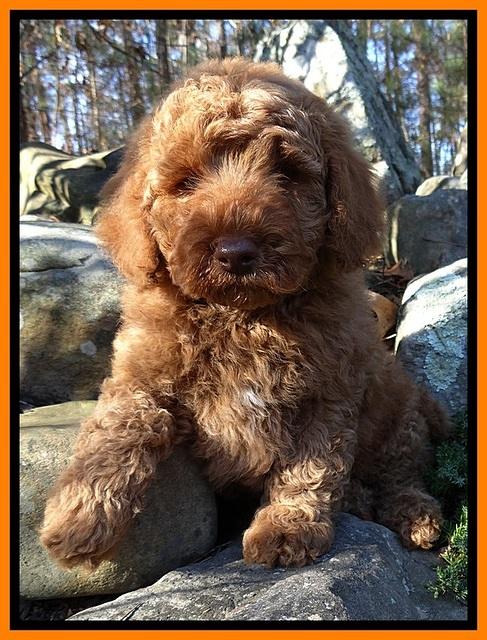 BT 8 pups 8 wks old 61000