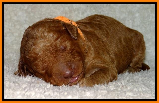 BT pups 1 wk old 461