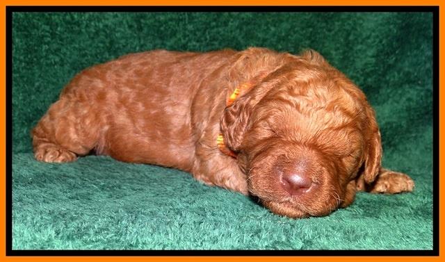 BT pups 2 wks old 561