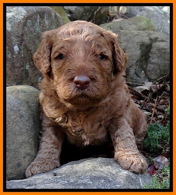 BT pups 3 wks old 141