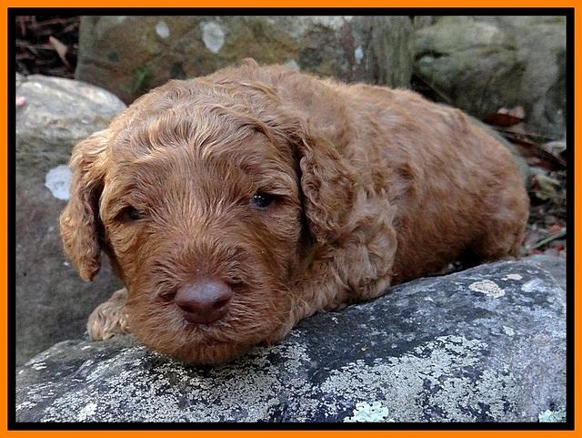 BT pups 3 wks old 151