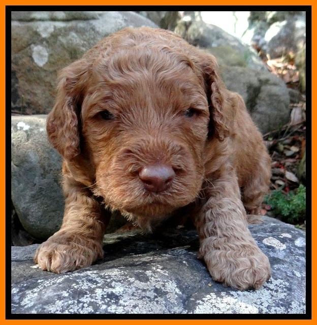 BT pups 3 wks old 161