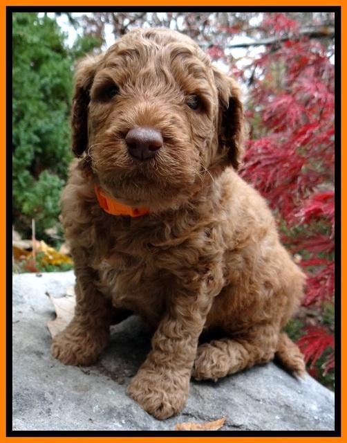 BT pups 4 wks old 161