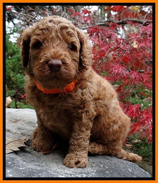 BT pups 4 wks old 201