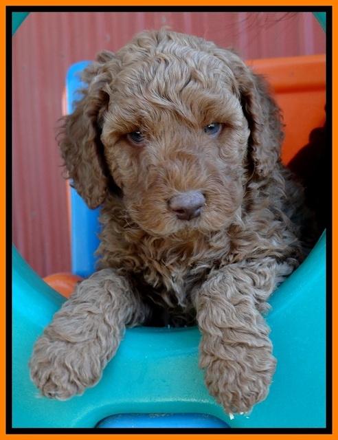 BT pups 6 wks old 171