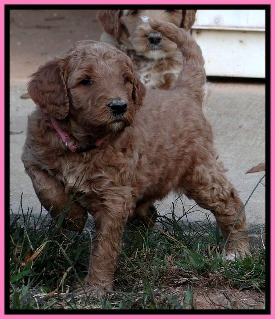 BT 4.5 weeks old 101