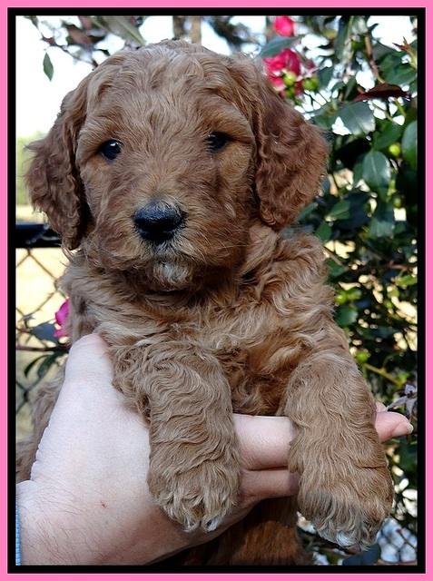 BT 5 wks old 81