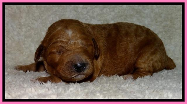 BT pups 1 wk old 581